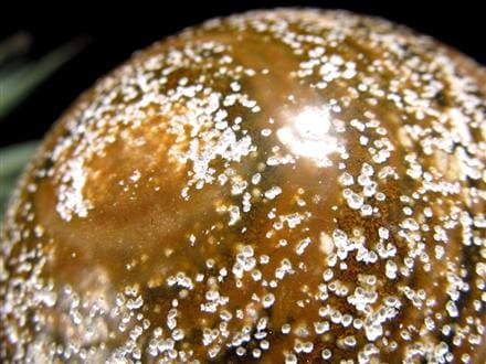 オーシャンジャスパー オビキュラージャスパー ジャスパー 碧玉 丸玉 スフィア