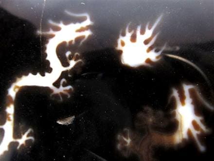 天珠 龍神天珠 双龍神 瑪瑙 置物