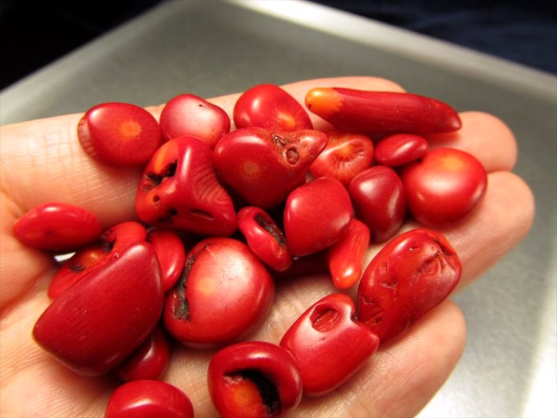 レッドコーラル