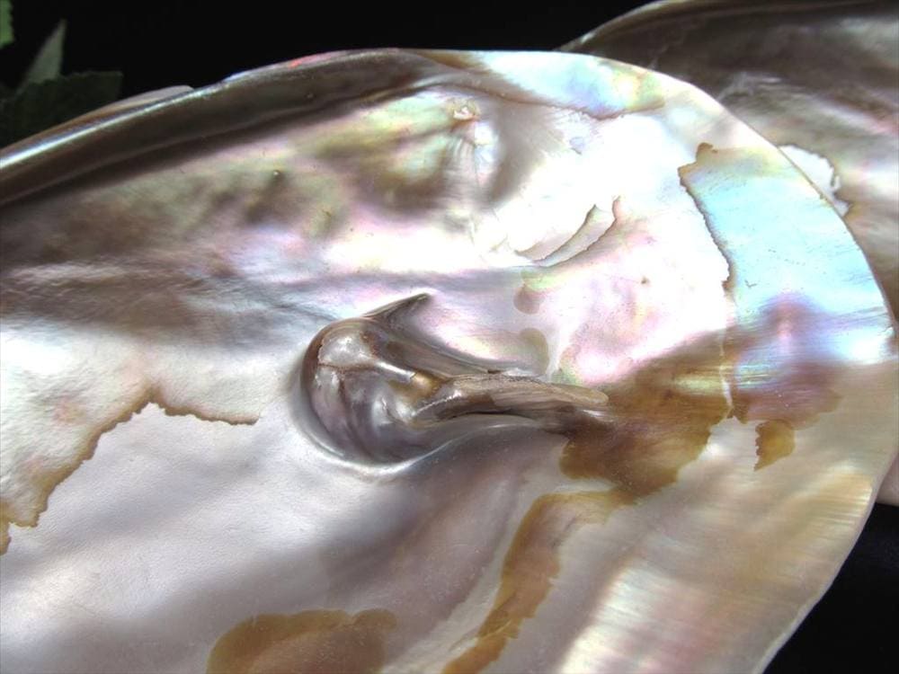 イケチョウガイ イケチョウ貝 淡水パール パール 皿