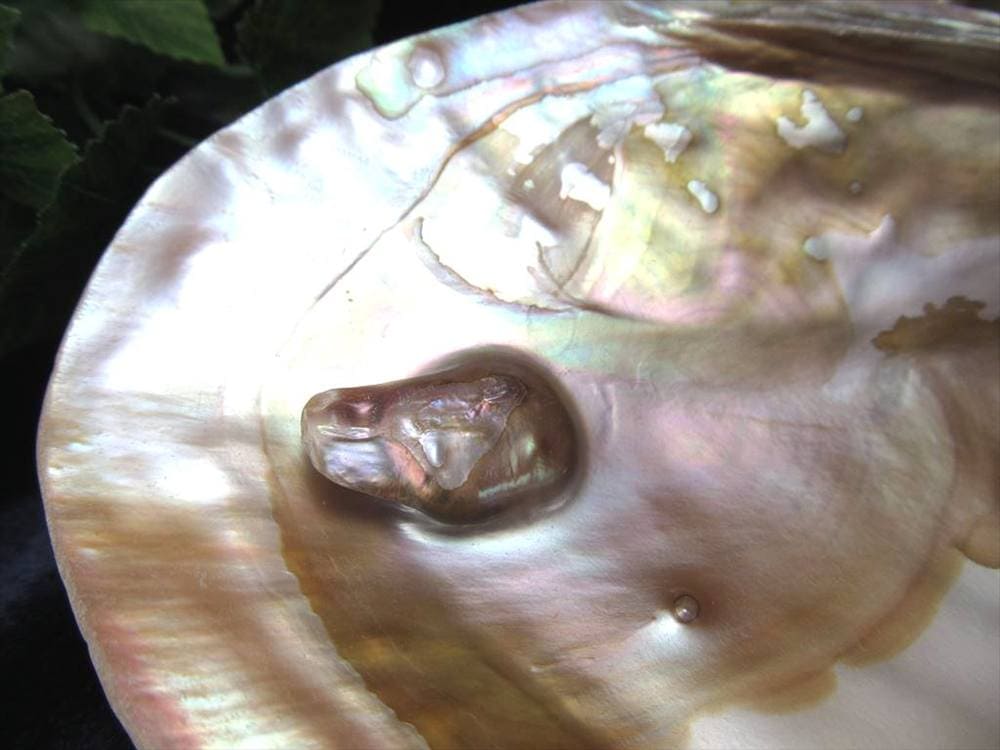イケチョウガイ イケチョウ貝 淡水パール パール 皿