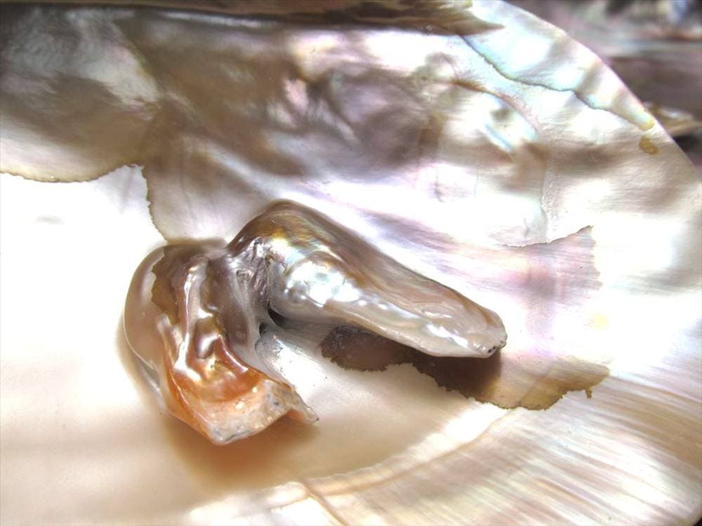 イケチョウガイ イケチョウ貝 淡水パール パール 皿
