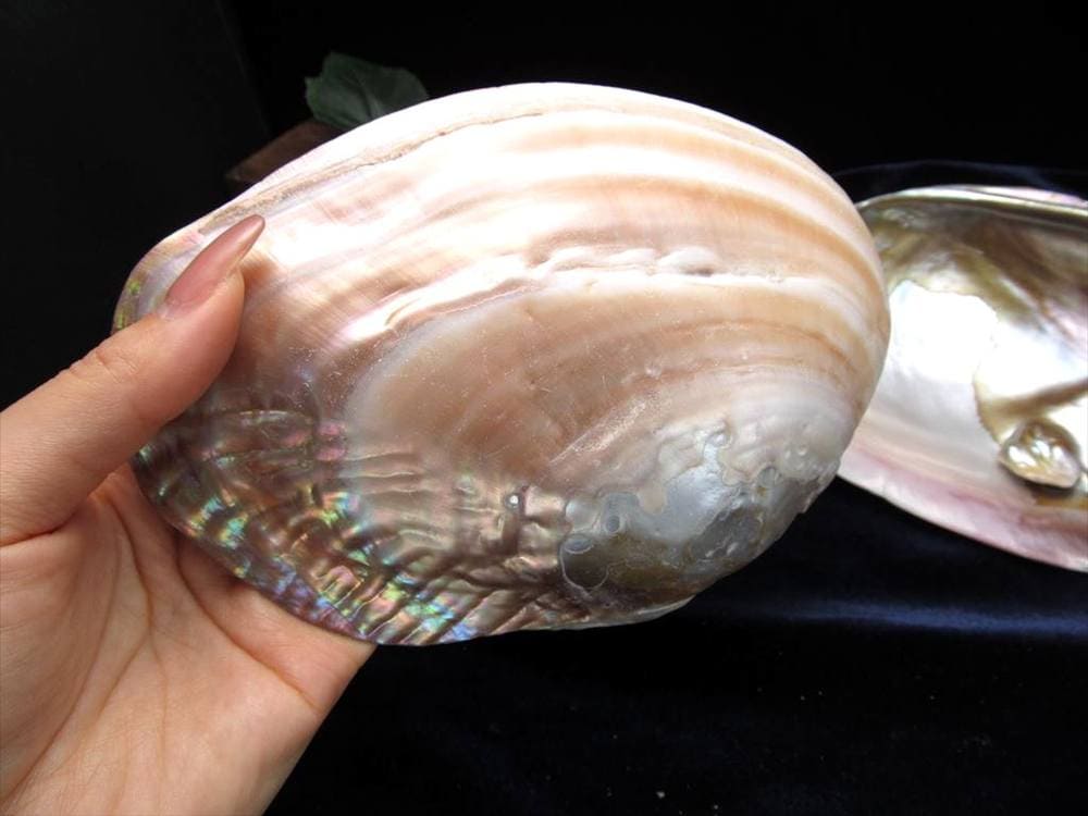 イケチョウガイ イケチョウ貝 淡水パール パール 皿