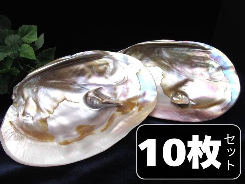 イケチョウガイ イケチョウ貝 淡水パール パール 皿