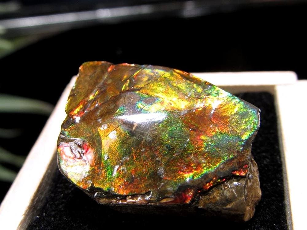 アンモライト 原石 KORITE 化石 宝石