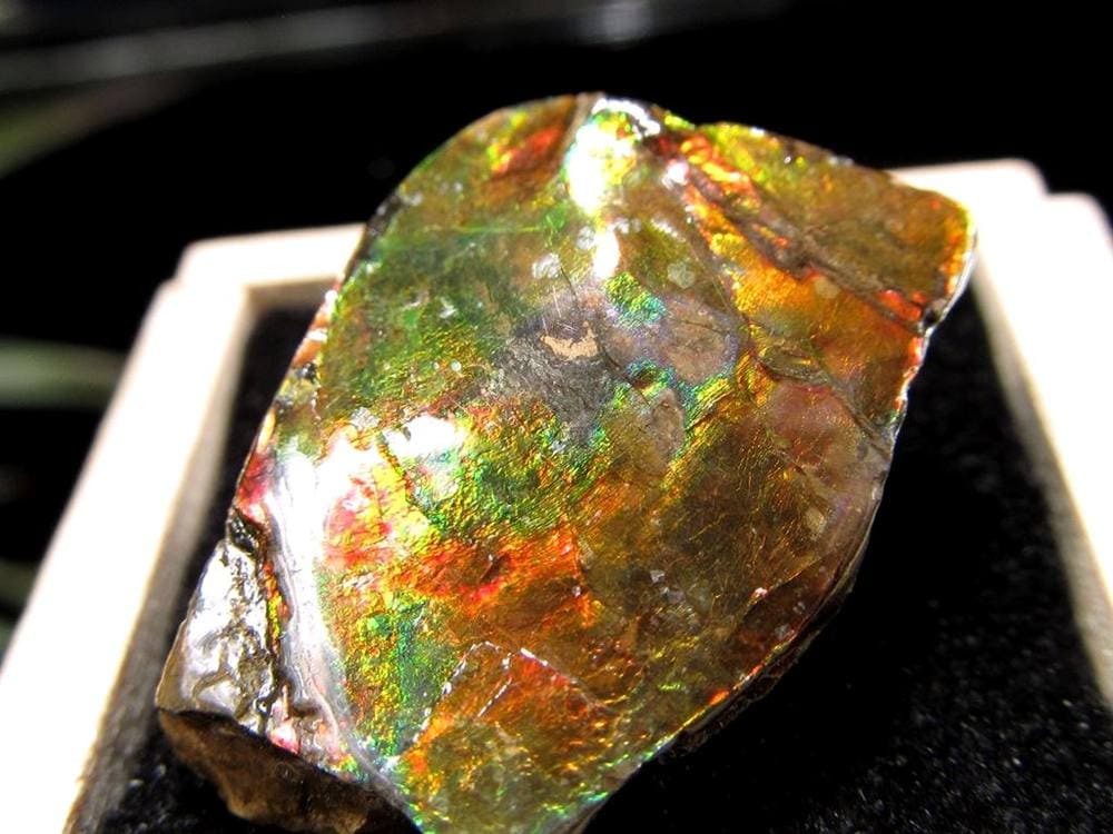 アンモライト 原石 KORITE 化石 宝石