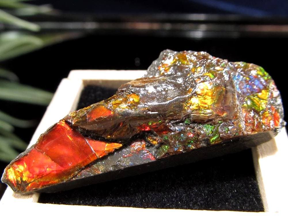 アンモライト 原石 KORITE 化石 宝石