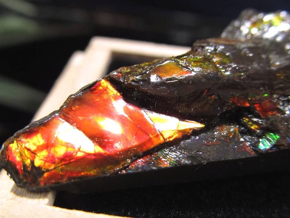 アンモライト 原石 KORITE 化石 宝石