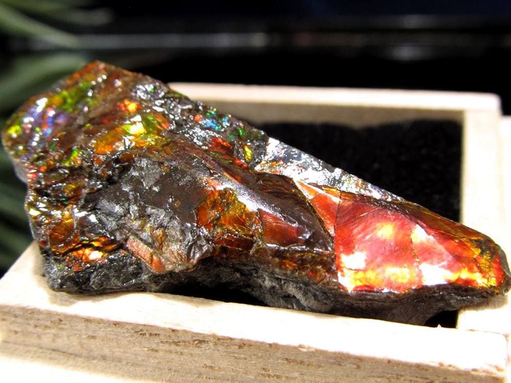 アンモライト 原石 KORITE 化石 宝石