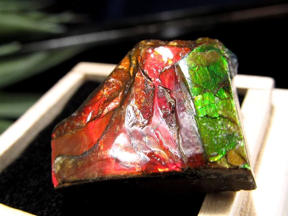 アンモライト 原石 KORITE 化石 宝石