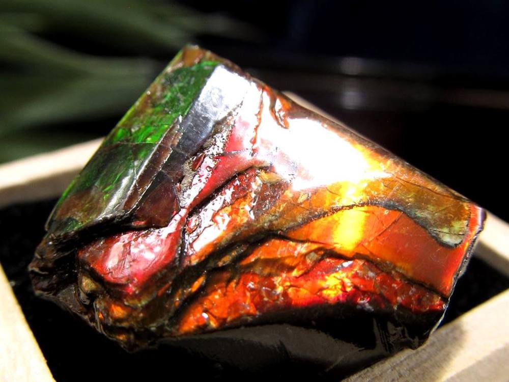 アンモライト 原石 KORITE 化石 宝石