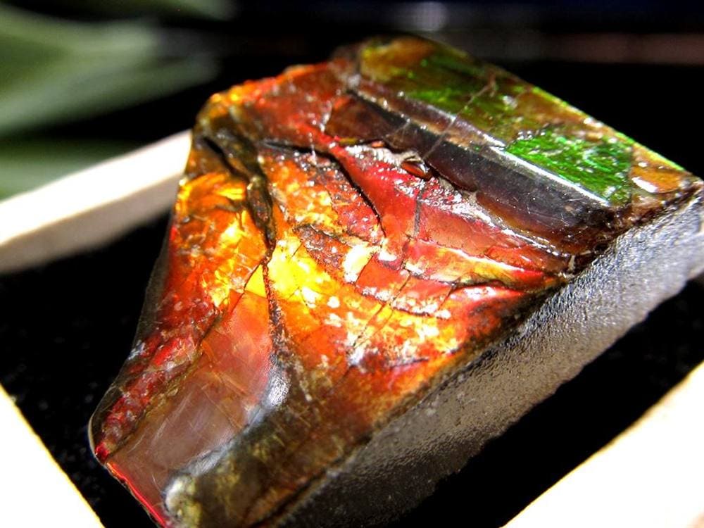 アンモライト 原石 KORITE 化石 宝石