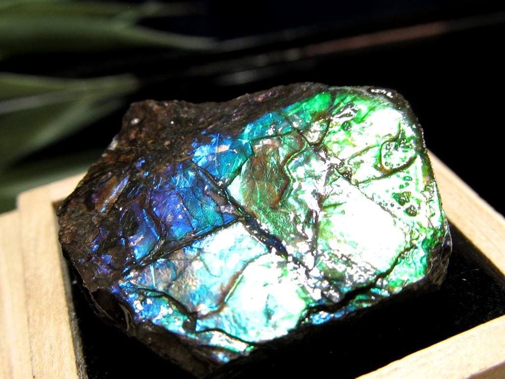 アンモライト 原石 KORITE 化石 宝石