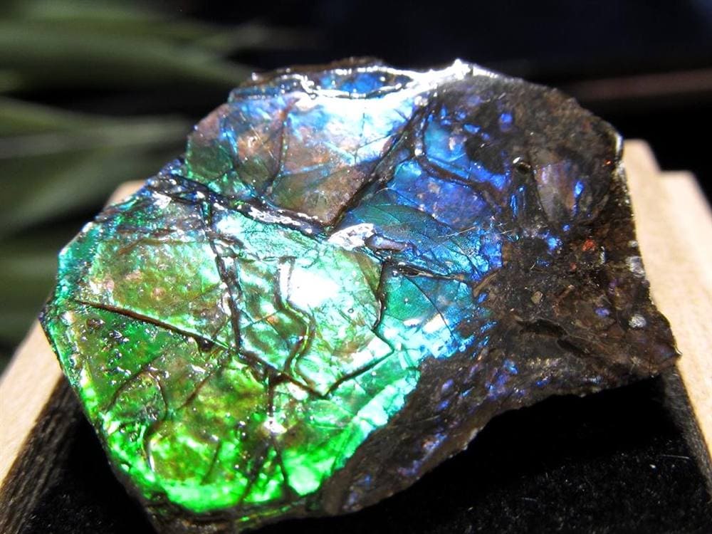 アンモライト 原石 KORITE 化石 宝石