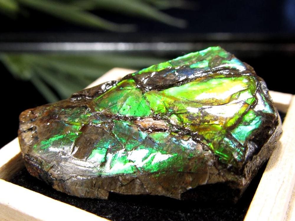 アンモライト 原石 KORITE 化石 宝石