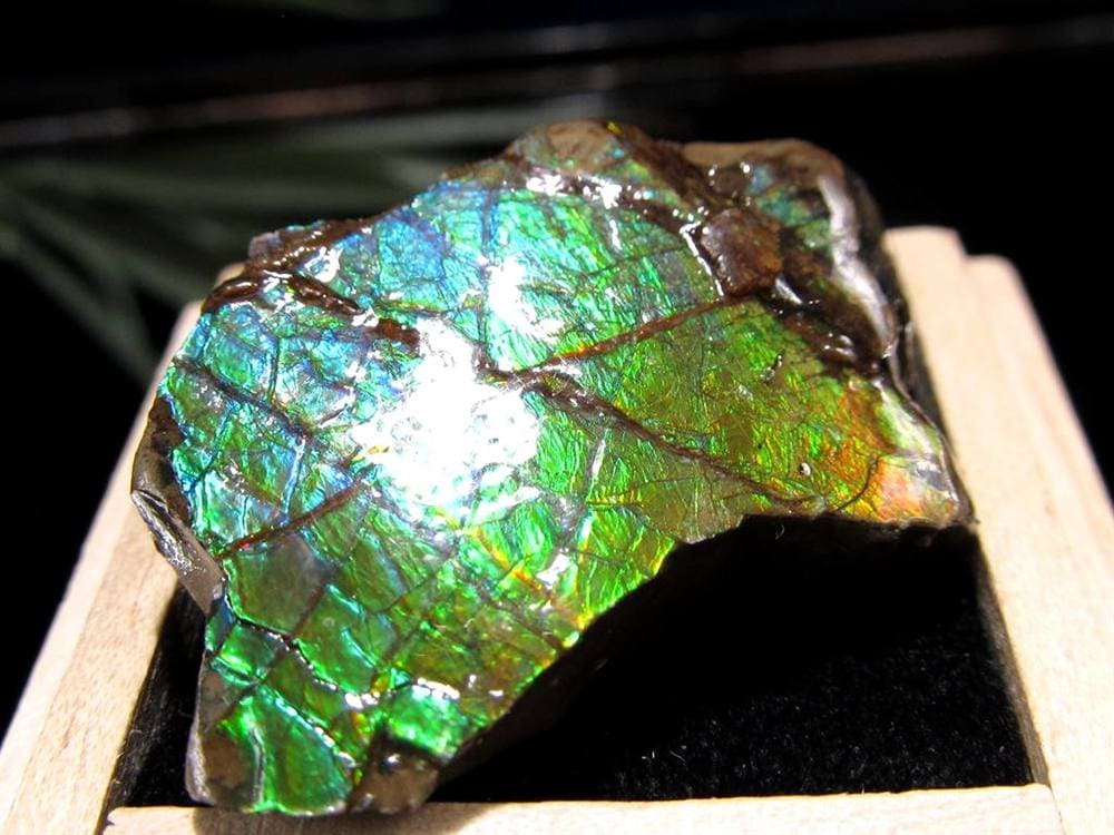 アンモライト 原石 KORITE 化石 宝石