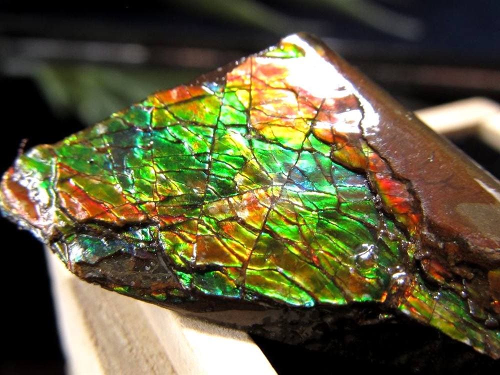 アンモライト 原石 KORITE 化石 宝石