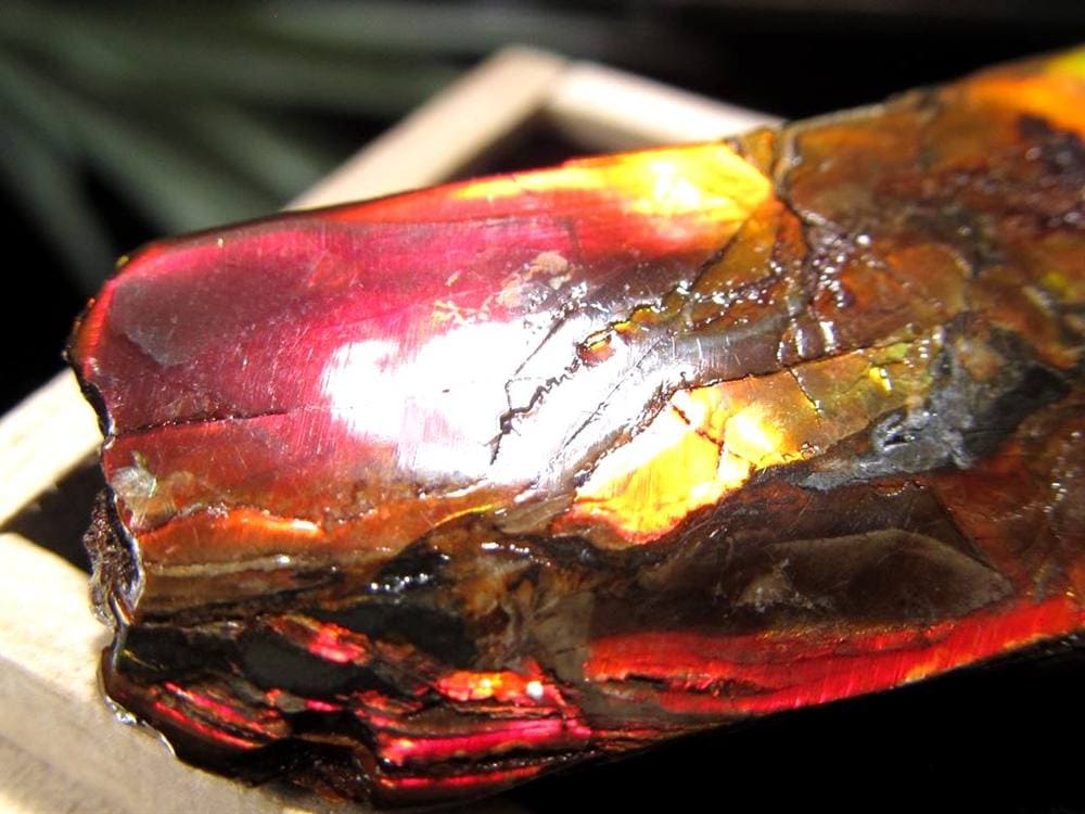 アンモライト 原石 KORITE 化石 宝石