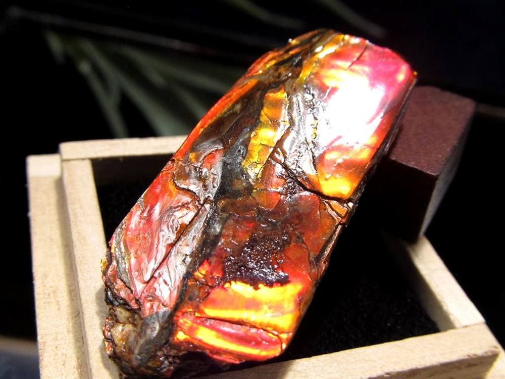 アンモライト 原石 KORITE 化石 宝石