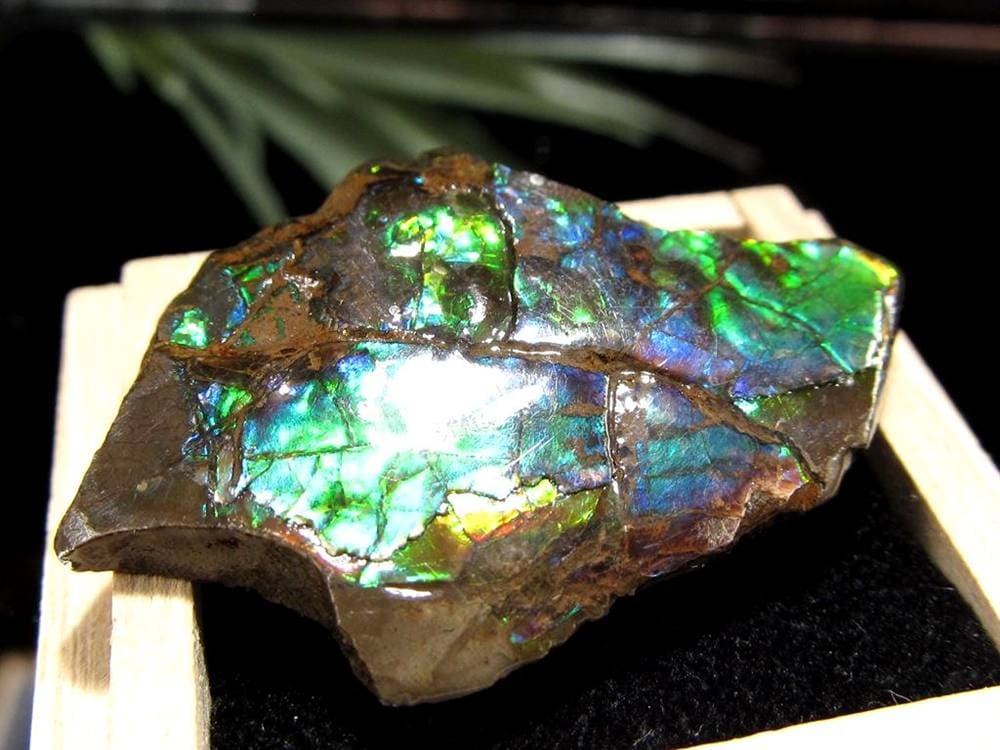 アンモライト 原石 KORITE 化石 宝石