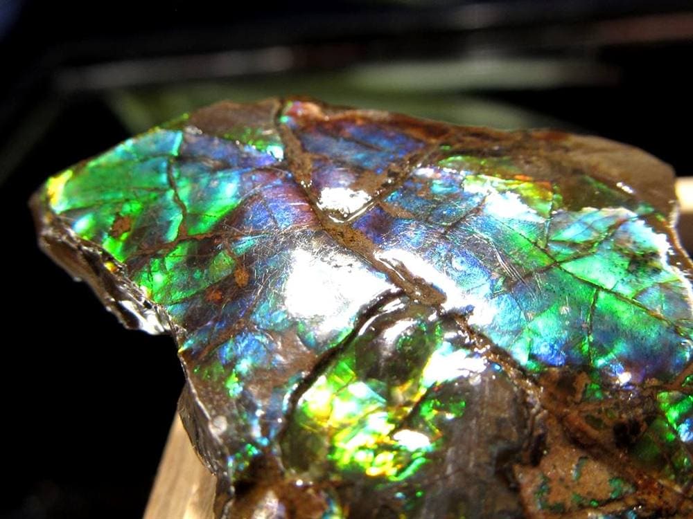 アンモライト 原石 KORITE 化石 宝石