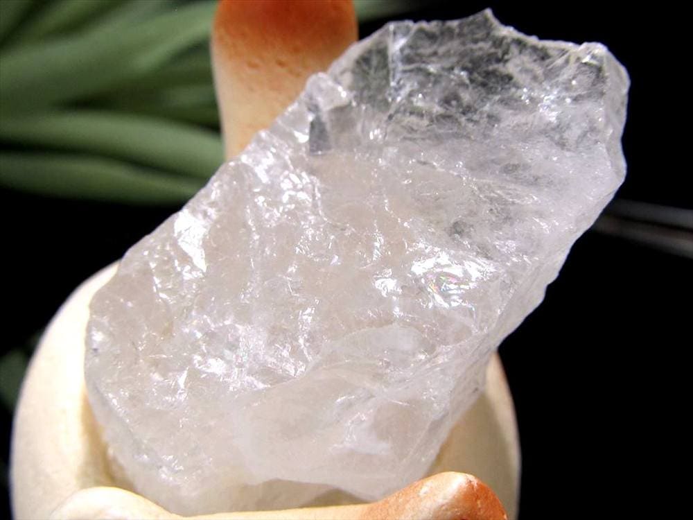 猫 招き猫 ネコ 置物