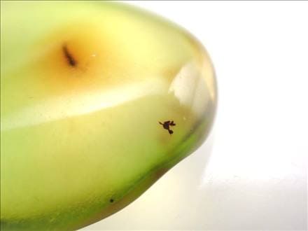 アンバー 琥珀 虫入り バルト海産 タンブル