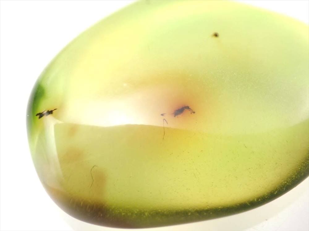 アンバー 琥珀 虫入り バルト海産 タンブル