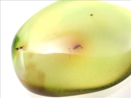 アンバー 琥珀 虫入り バルト海産 タンブル