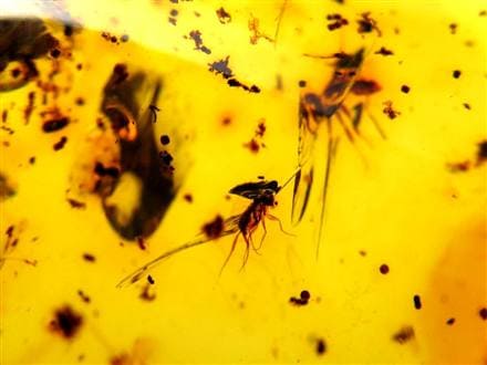 アンバー 天然琥珀 天然石 パワーストーン