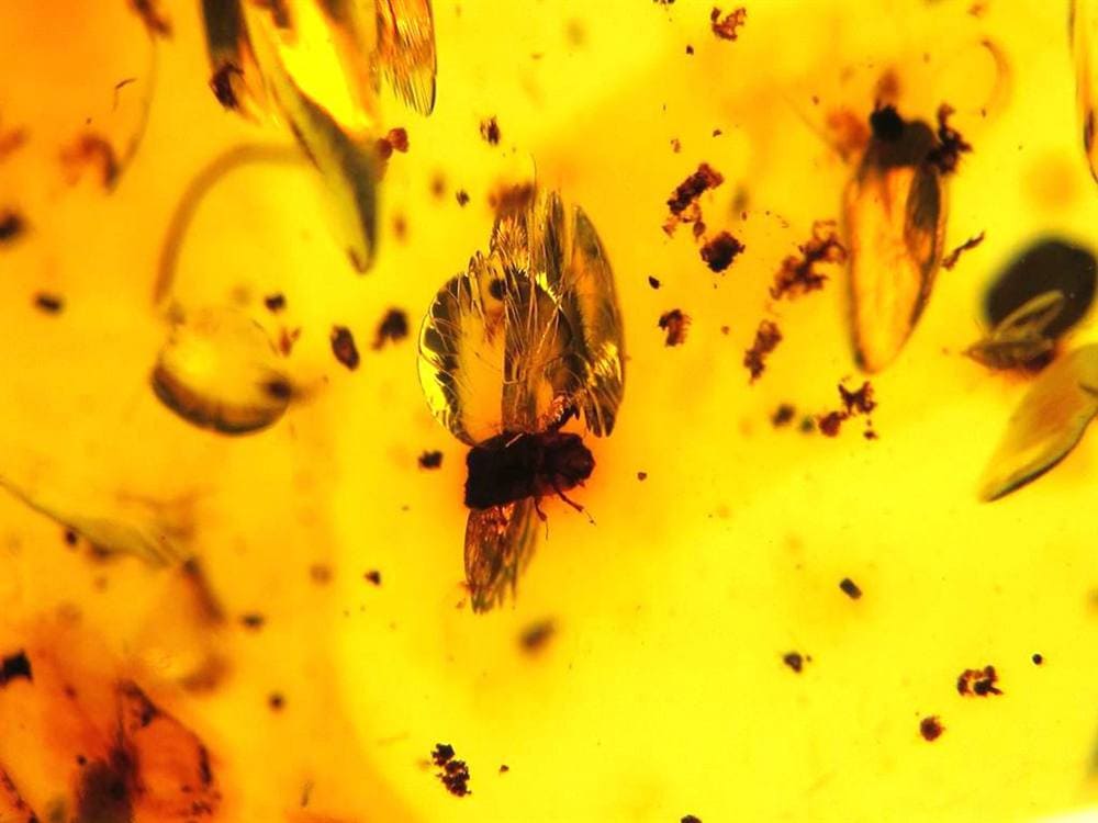 アンバー 天然琥珀 天然石 パワーストーン