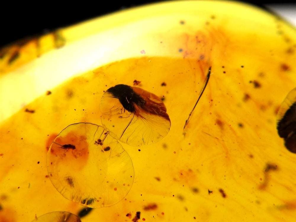 アンバー 天然琥珀 天然石 パワーストーン