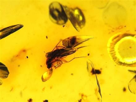 アンバー 天然琥珀 天然石 パワーストーン