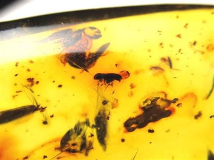 アンバー 天然琥珀 天然石 パワーストーン