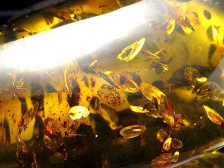 アンバー 天然琥珀 天然石 パワーストーン