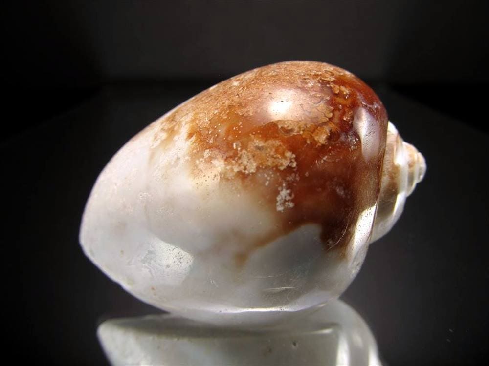 フォッシルシェル アゲート 貝瑪瑙 化石 標本