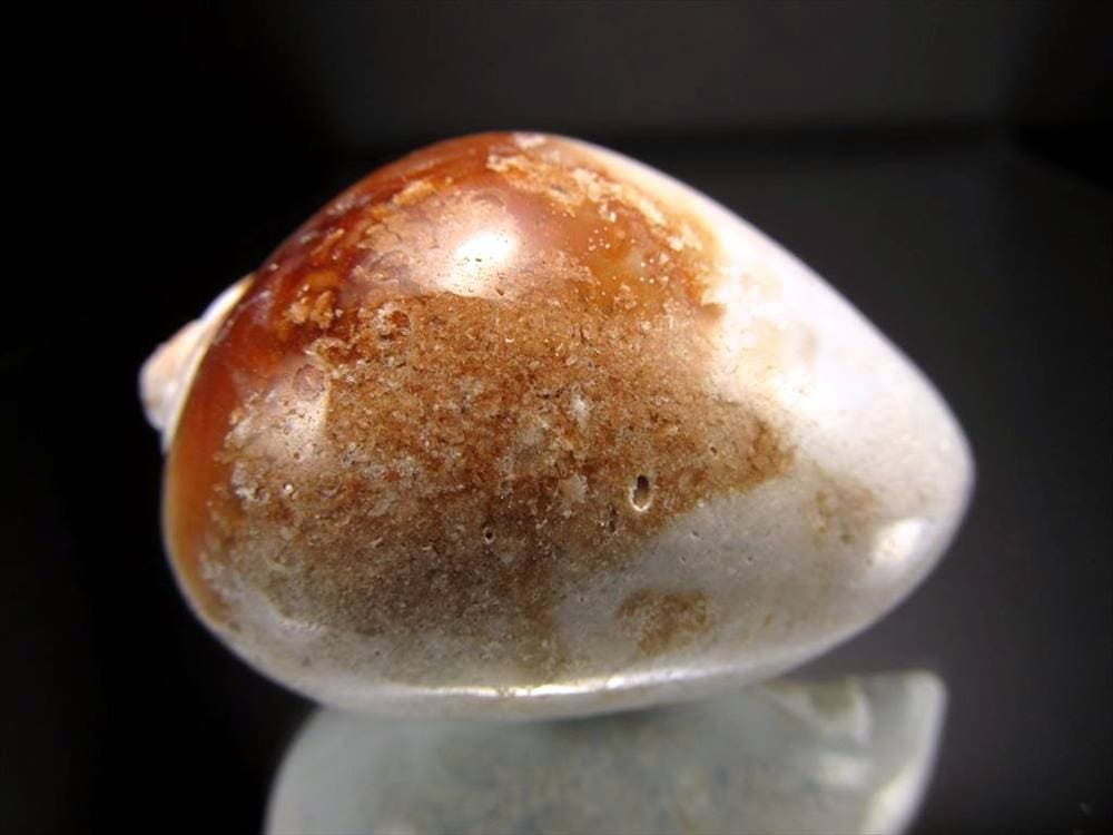 フォッシルシェル アゲート 貝瑪瑙 化石 標本