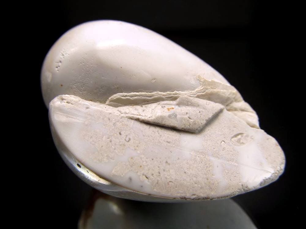 フォッシルシェル アゲート 貝瑪瑙 化石 標本