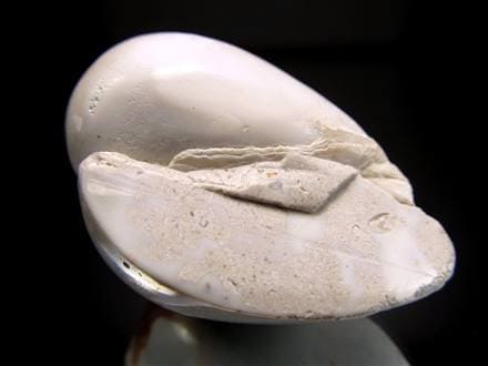 フォッシルシェル アゲート 貝瑪瑙 化石 標本