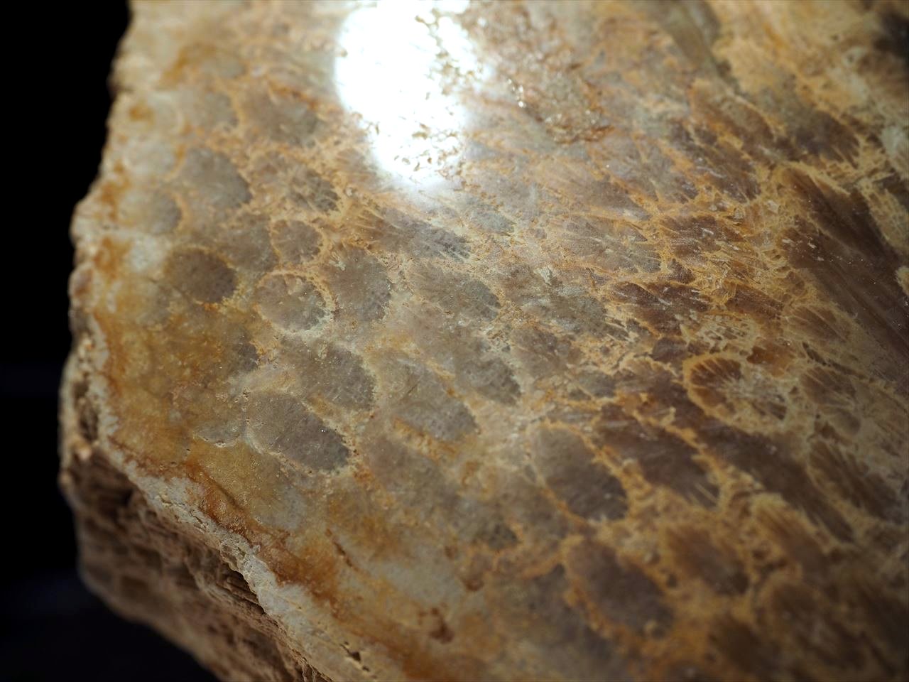 ☆貴重！☆神秘的な珊瑚の化石☆古代から伝わる！魔除け・健康のお守り