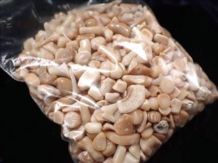 ホワイトコーラルさざれ