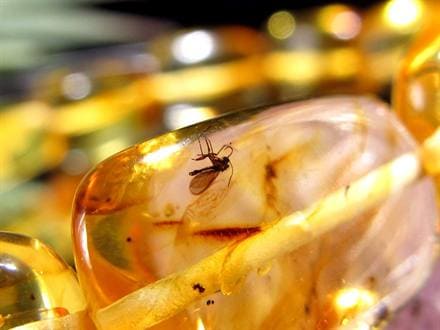 アンバー 琥珀 ブレスレット 虫入りアンバー 化石