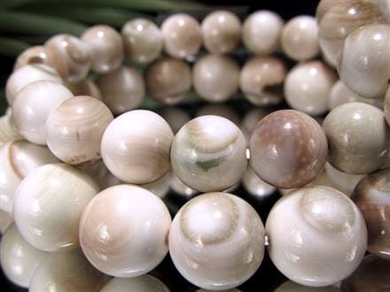 エンジラ 化石 巻貝 ブレスレット えんじら