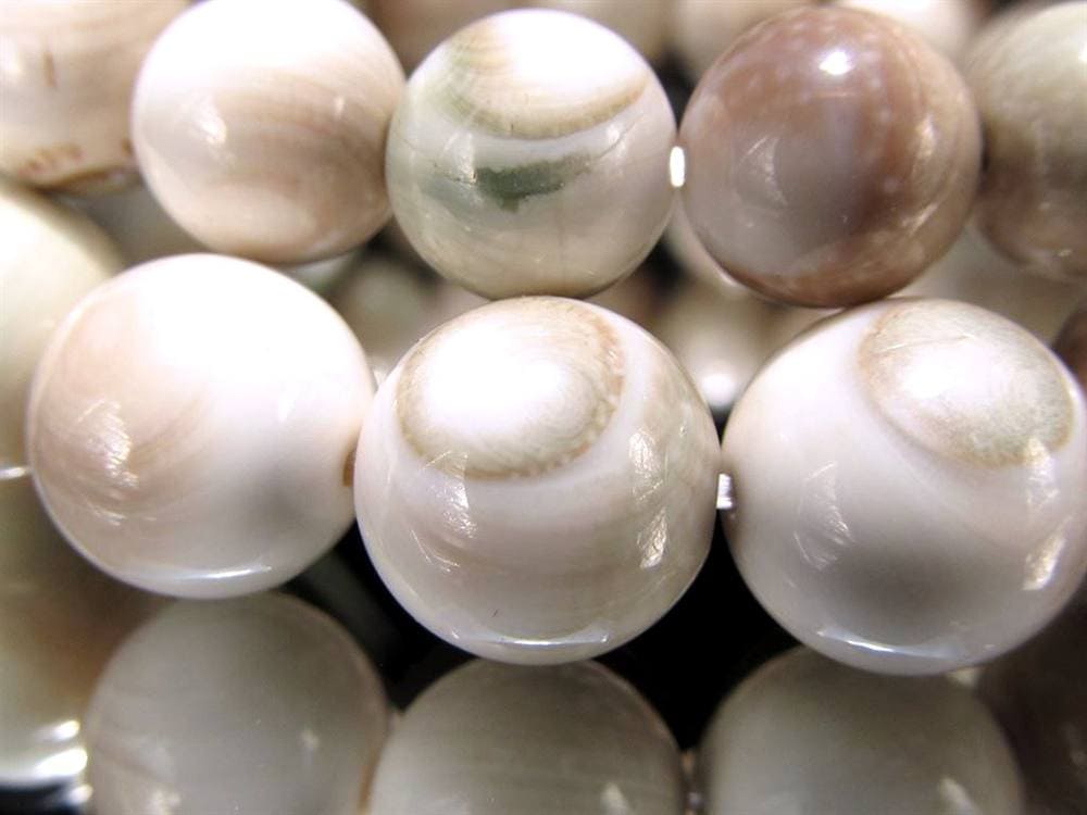 エンジラ 化石 巻貝 ブレスレット えんじら