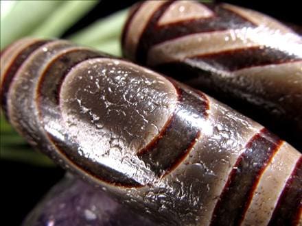 天珠,馬蹄痕天珠,至純天珠,瑪瑙,黒鳶赤紋