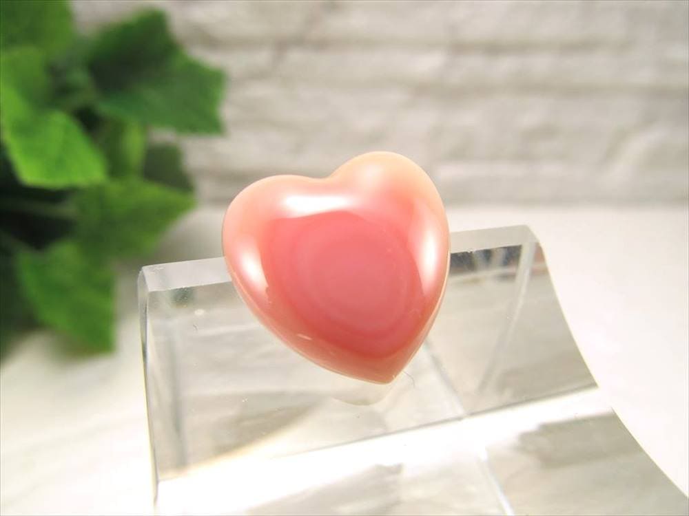 ピーチシェル クイーンコンクシェル ハート コンクパール ピンクガイ