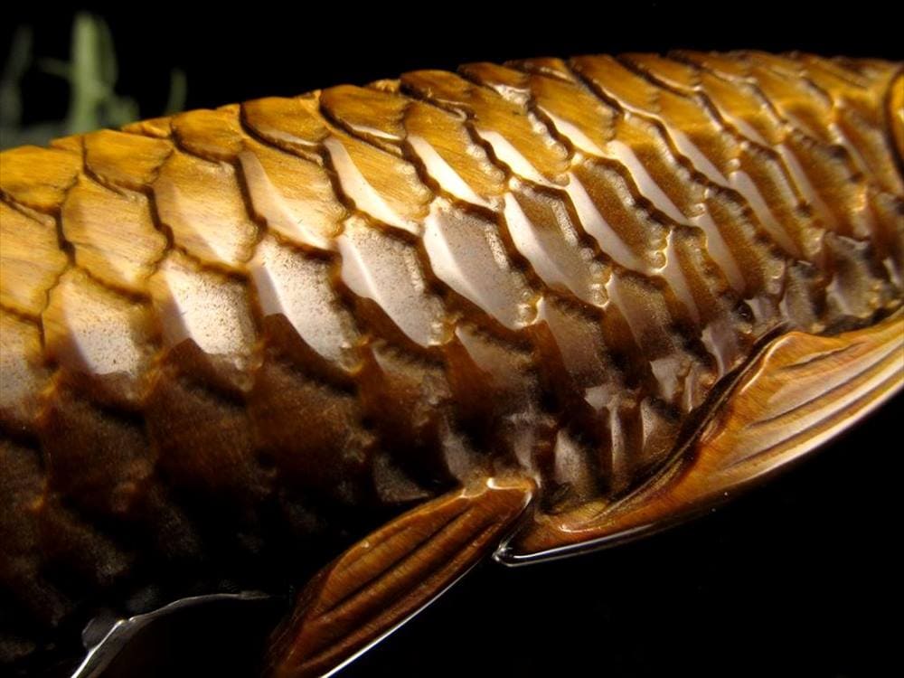 アロワナ 置物 タイガーアイ 龍魚 彫刻