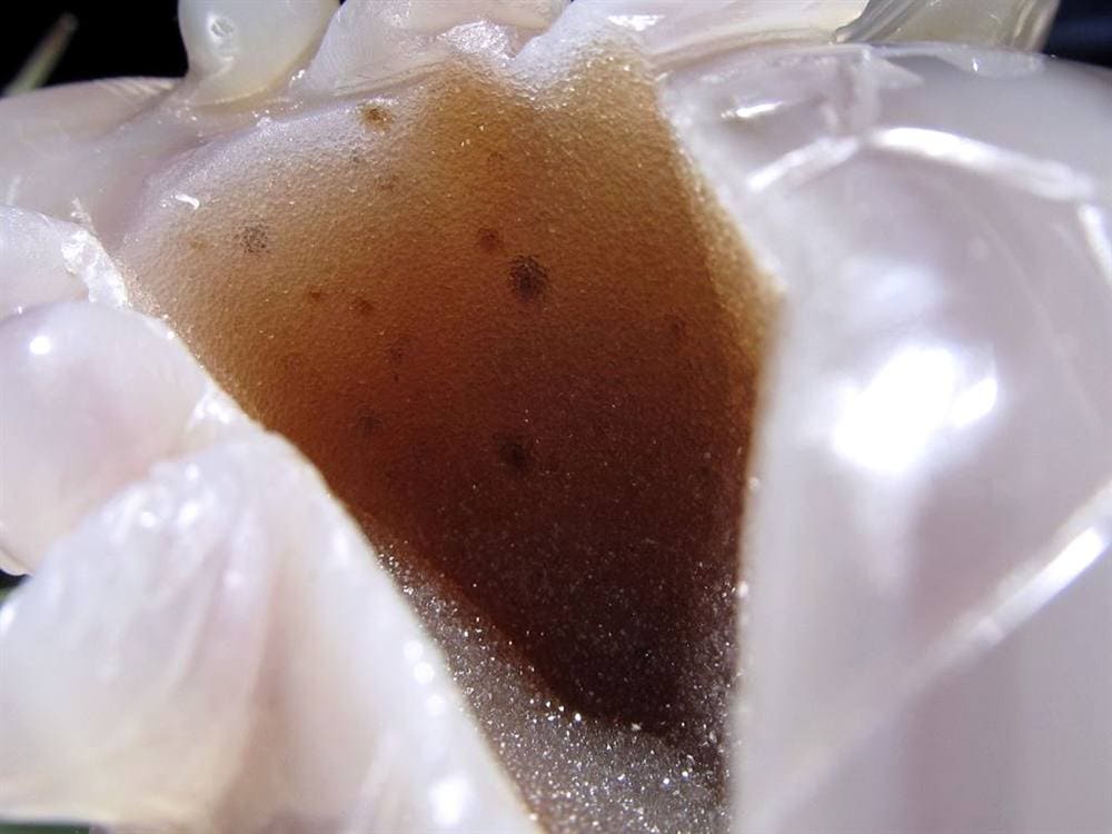 瑪瑙 メノウ めのう 龍穴アゲート トレジャー瑪瑙 龍亀 ロングイ 彫刻 置物