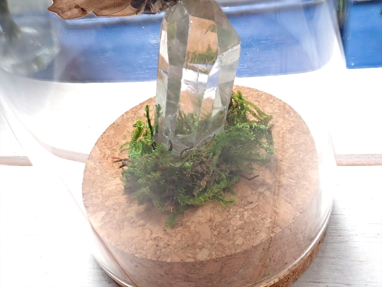 蝶