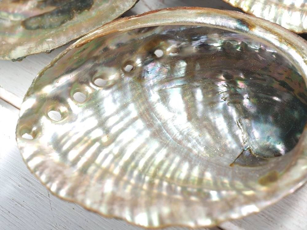 アバロンシェル アバローニ アワビ貝 貝器 皿